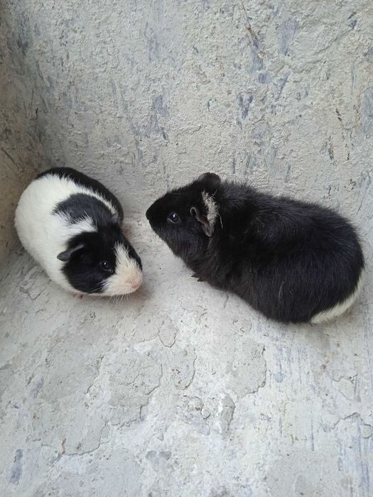 Świnki morskie  młode