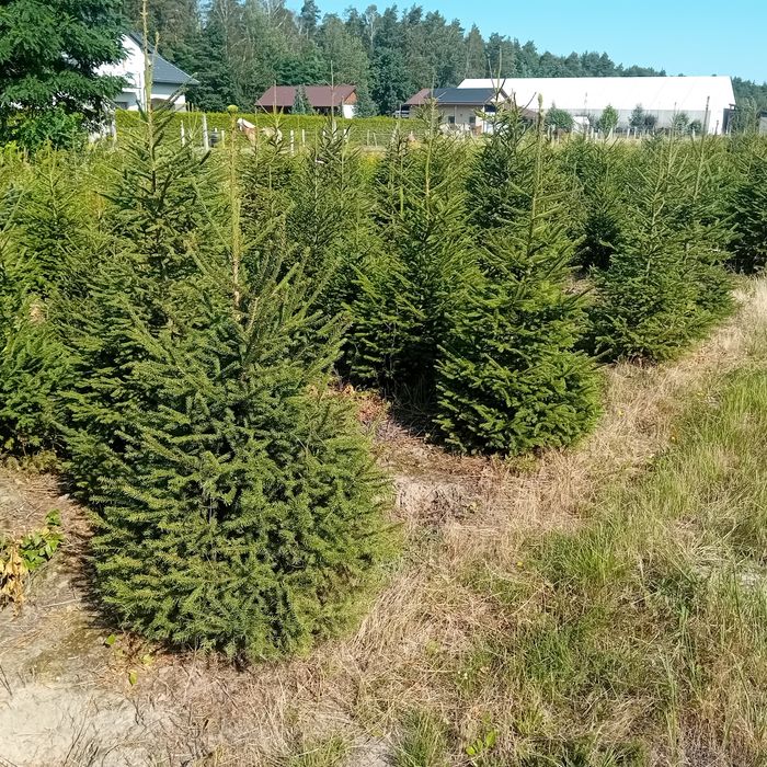 Swierki pospolity srebrny niebieski jodła kałkaska kopane doniczka