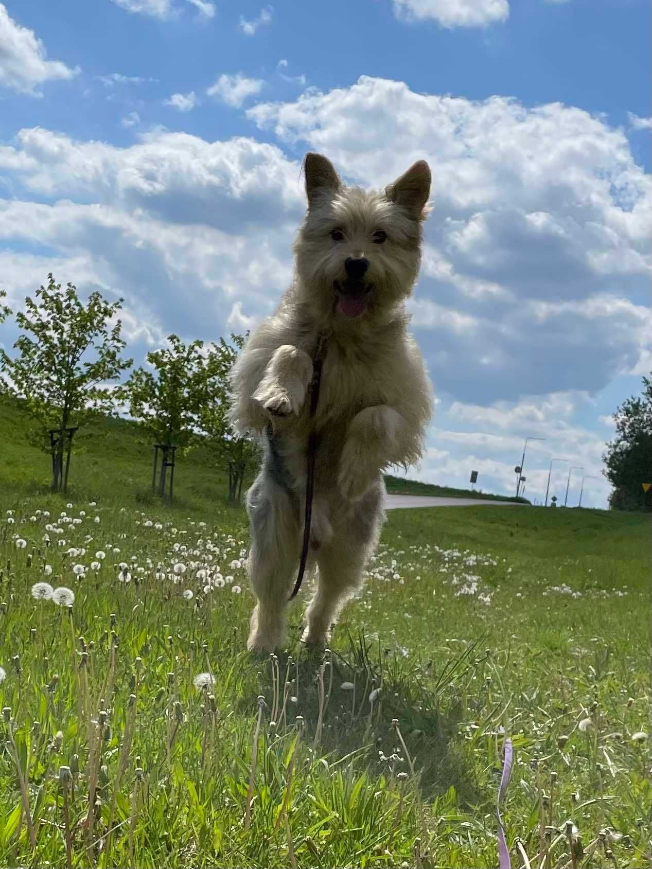 Omax poleca się do adopcji!