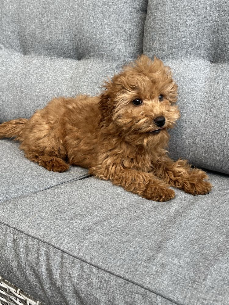 Cavapoo piekny piesek do odbioru