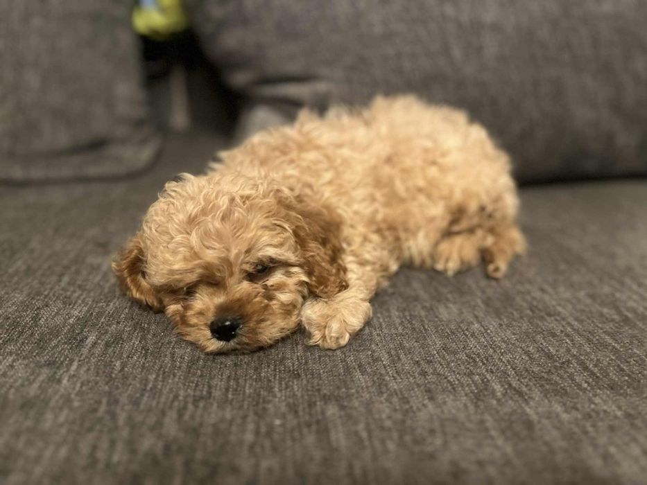 Cavapoo Piesek Red
