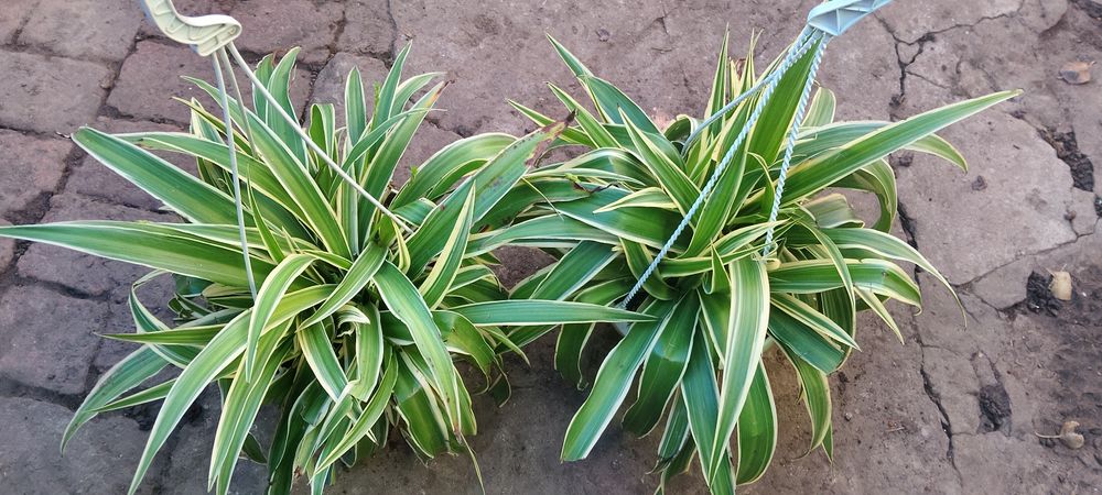 Хлорофитум в кашпо 4 литра