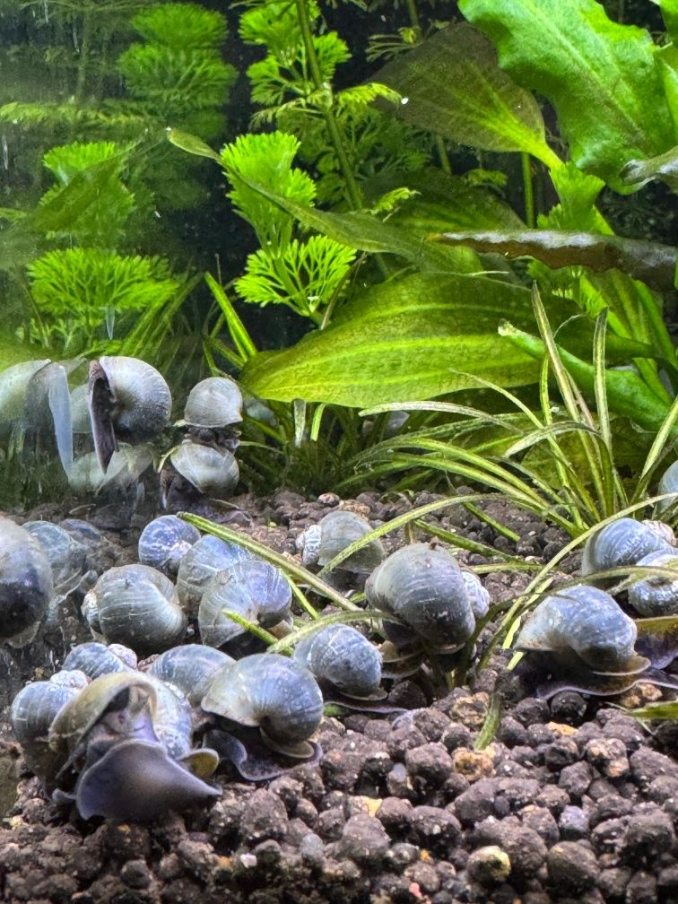 Ampularias azuis