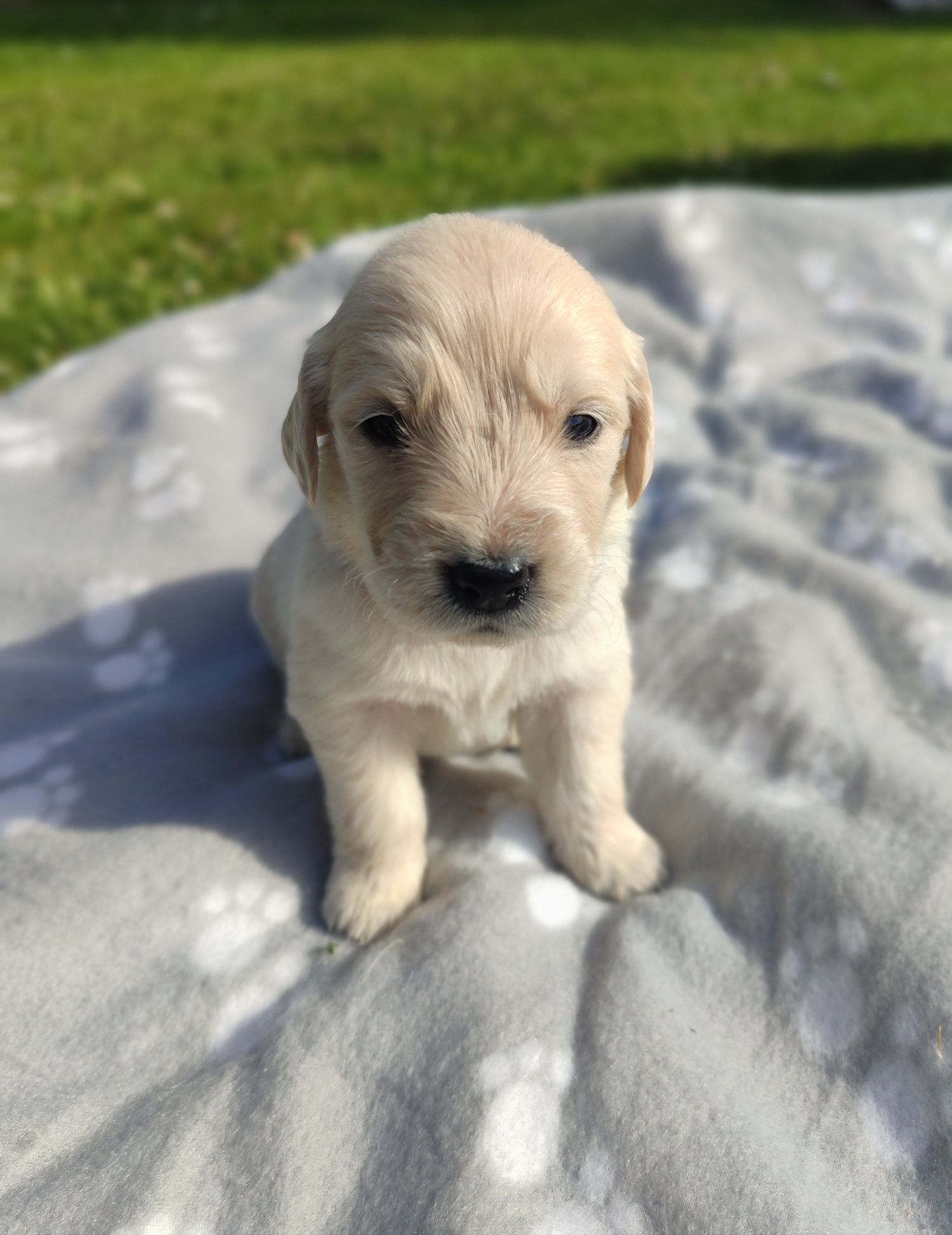 Golden Retriever.