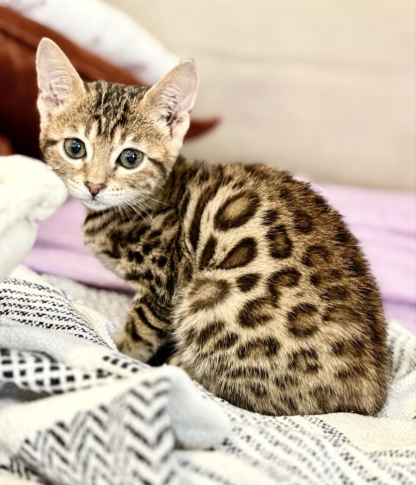 Gato Bengal c/pedigree e afixo