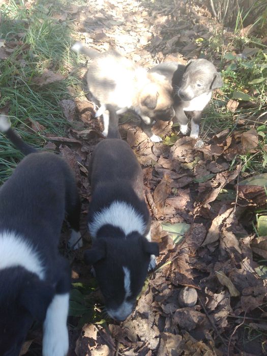 цуценята. песики . місячного віку