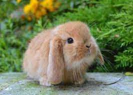 Морская Свинка. и Декоративные Малыши - Мини. и Клетки.