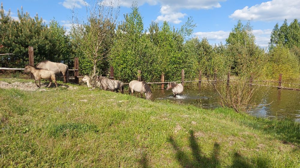 konik polski klacz klaczka licencja do programu