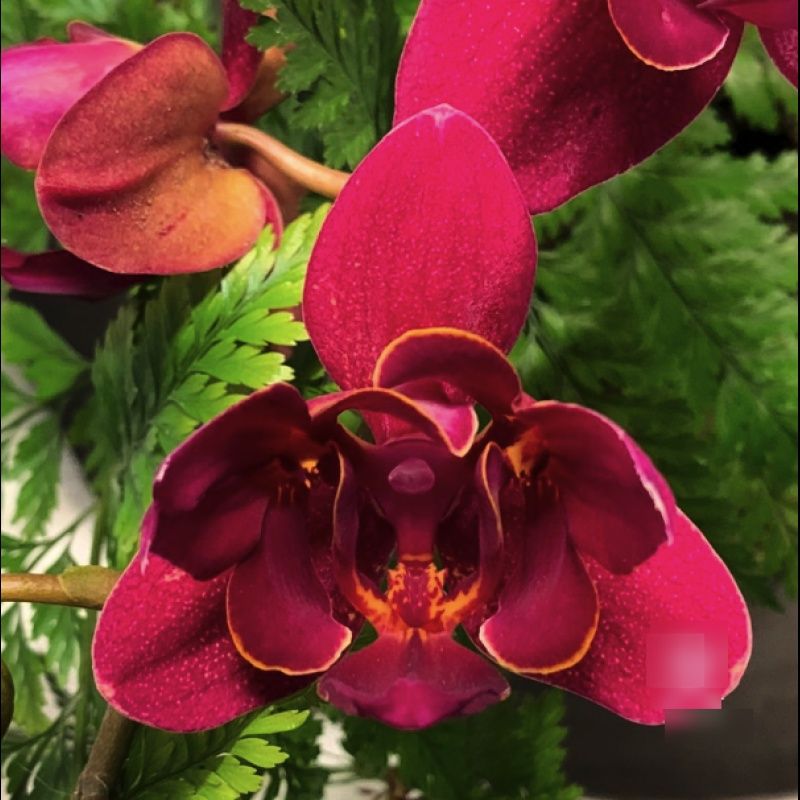 Орхидея Summer Tree пелор