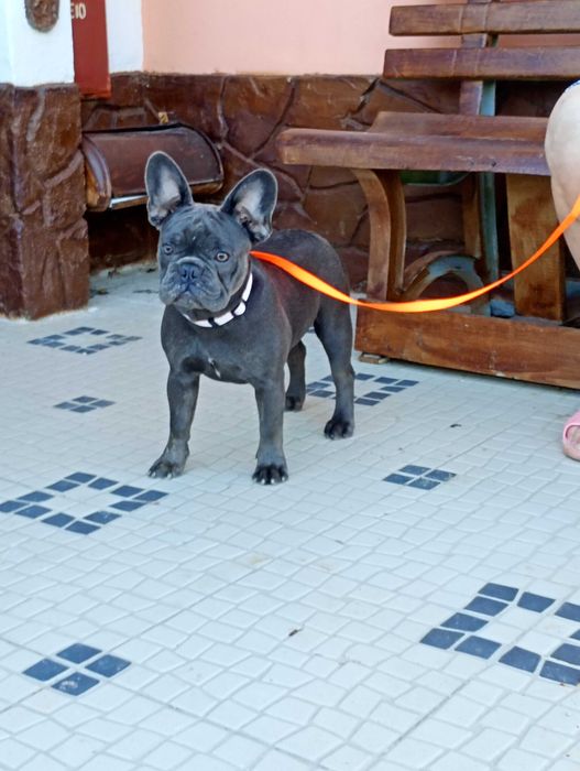 Bulldogue Francês femea azul