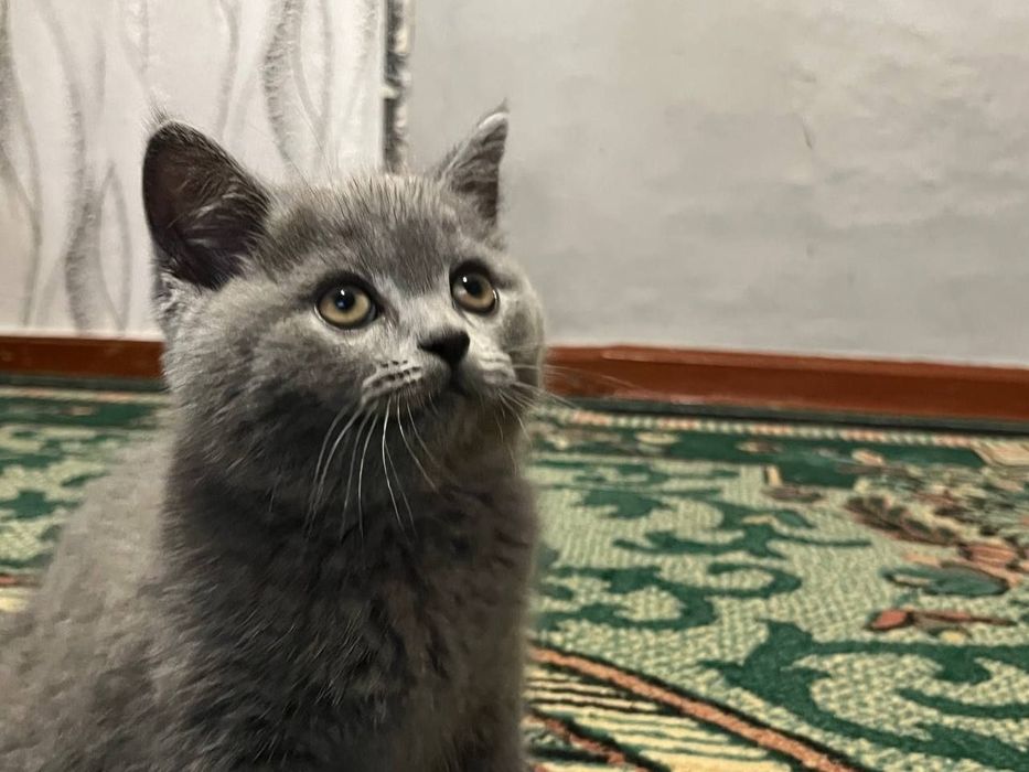 Шотландська висловуха