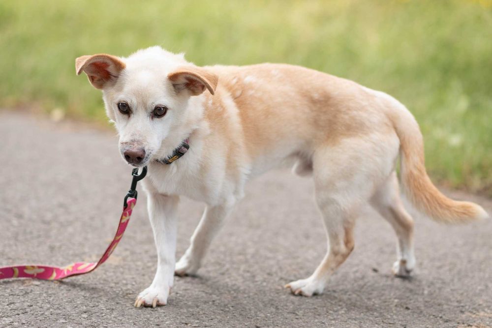 delikatny, spokojny, kremowy MIKI: tak mi brakuje domu ;(