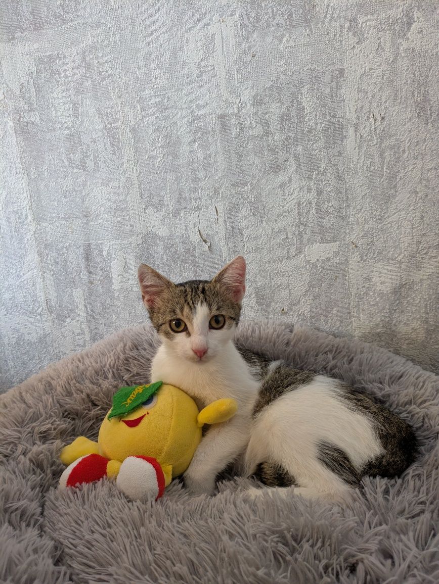 Котик у добрі руки