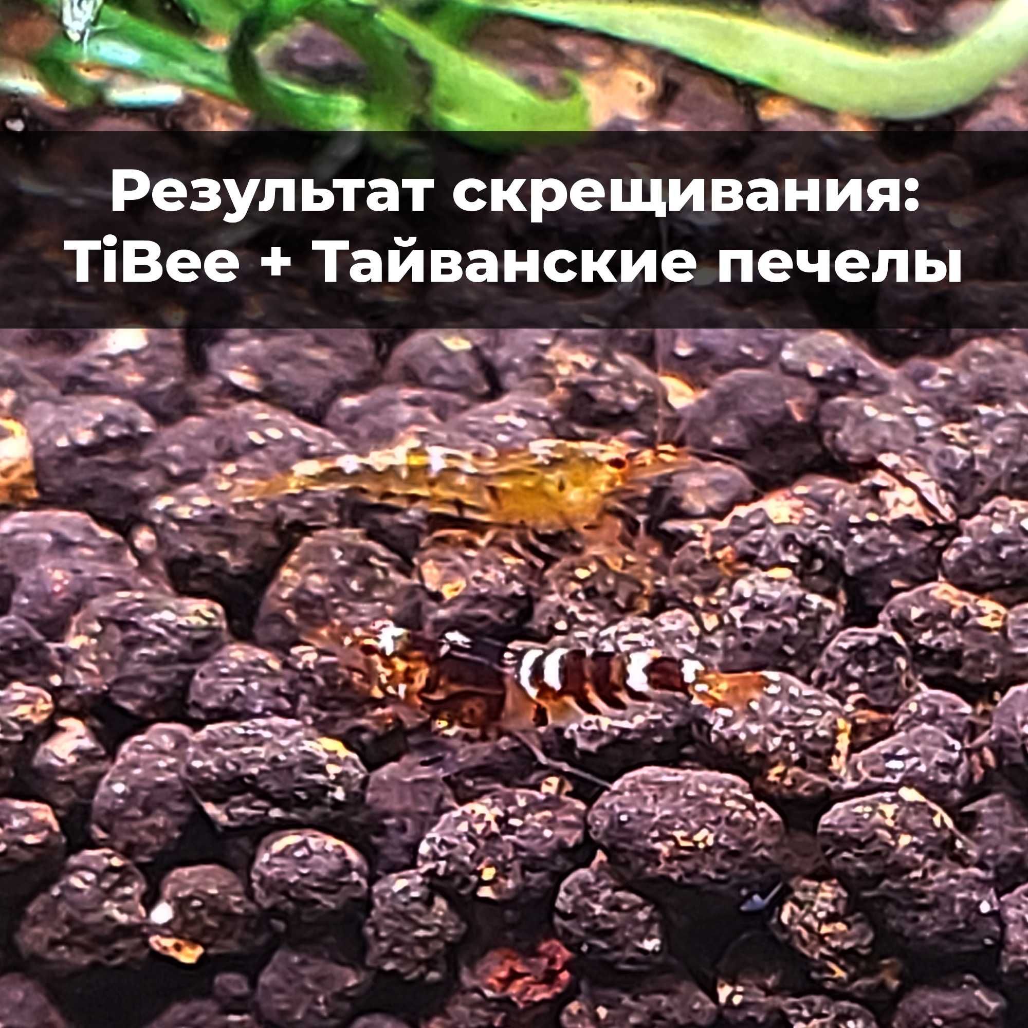 Аквариумные креветки Caridina TiBee