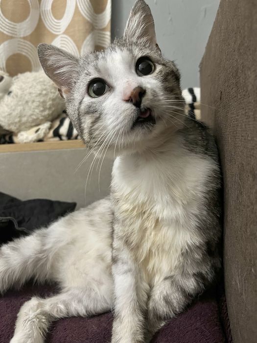 Мармуровий котик шукає родину