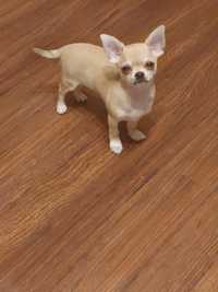 Suczka Chihuahua biszkoptowa