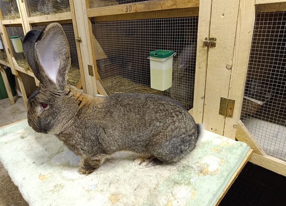 Młode króliki mix Angora i Belgijski Olbrzym