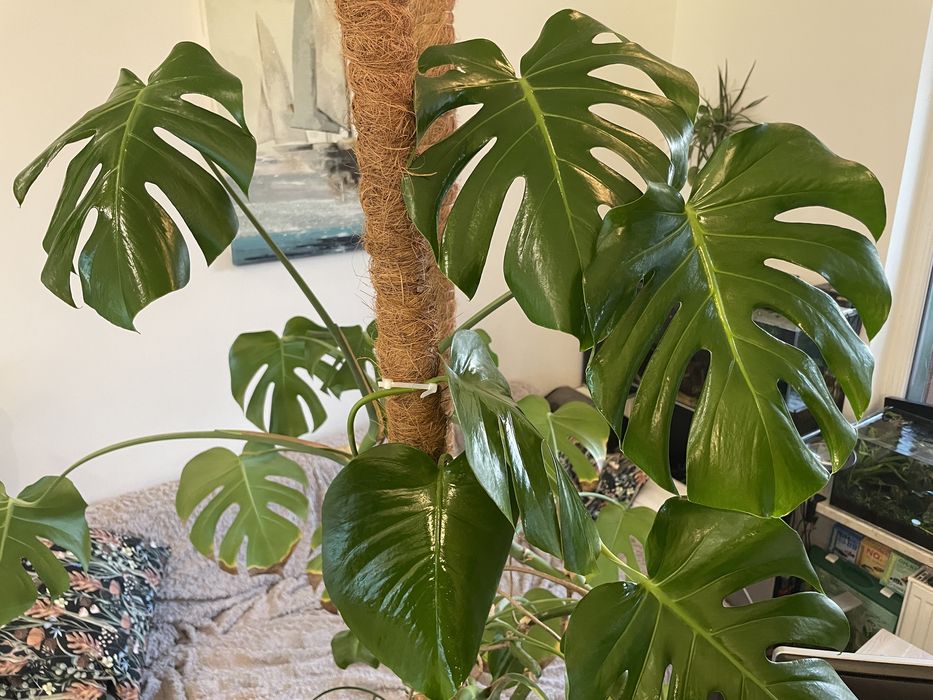 Wielka monstera z sadzonkami