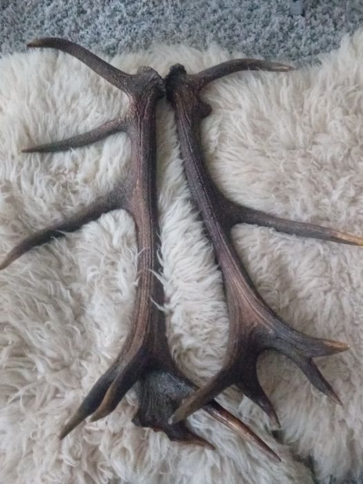 Poroże jelenia. zrzuty para 7 kg.