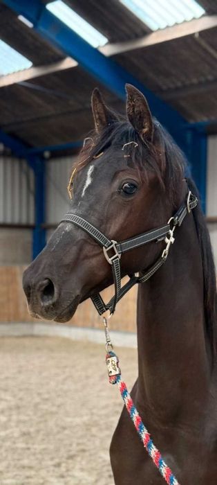 Kara klacz kwpn Freelance x Wynton x Krack c