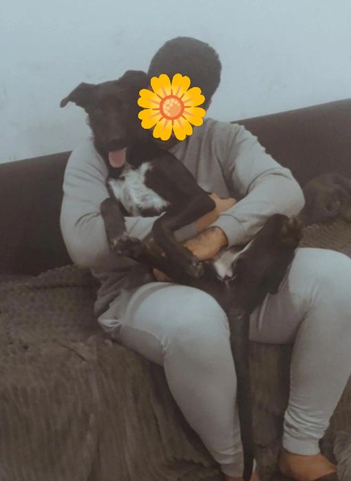 Adoção Responsável — Kira