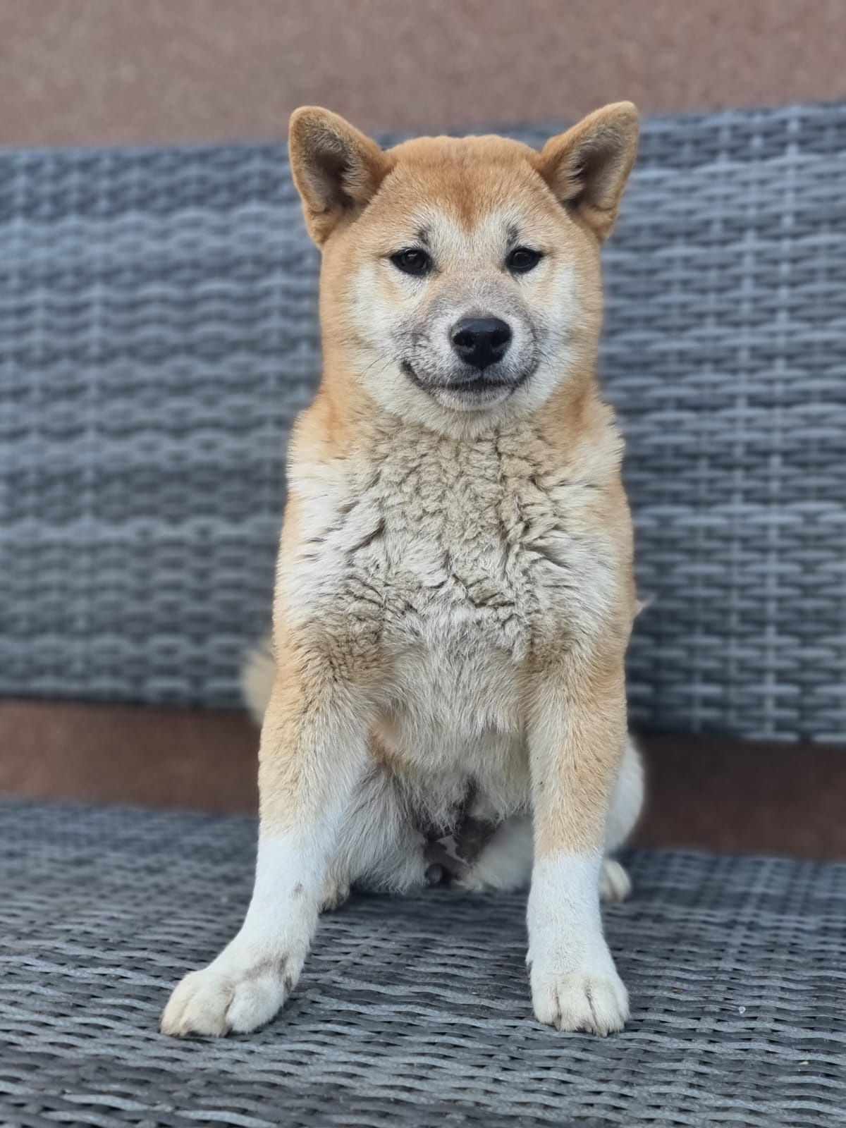 SHIBA INU szczeniak szczenię czerwona suczka do odbioru