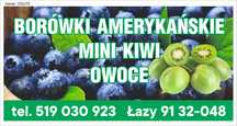 Borówki amerykańskie 1 kg