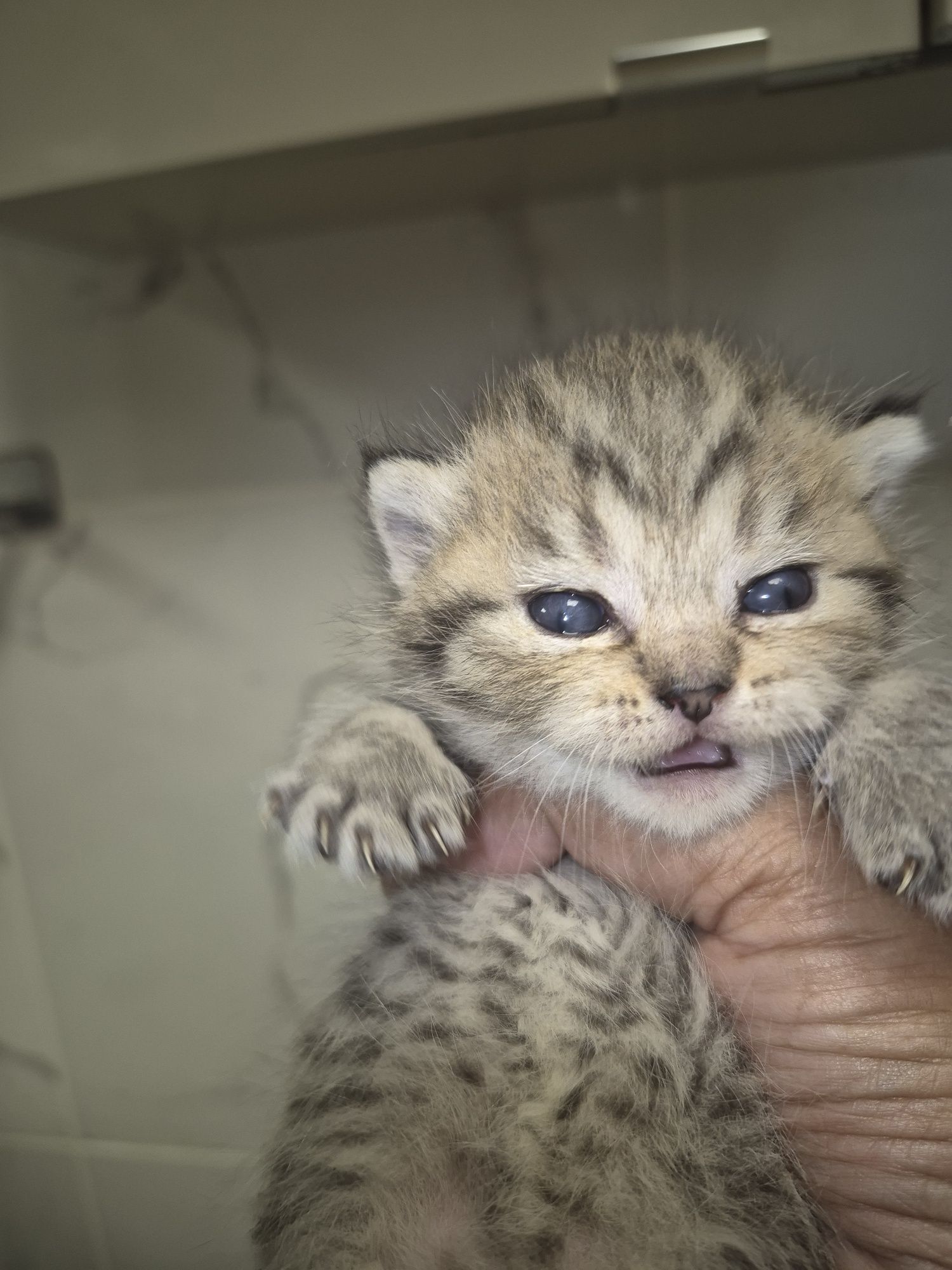 British shortair femea tabby