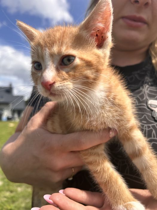 Kocieta szukaja domu