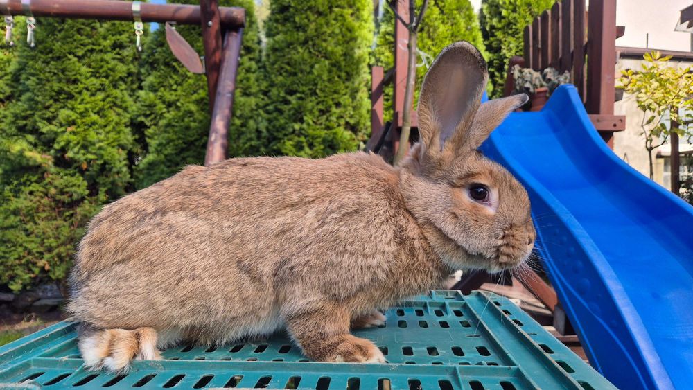 Królik SAMIEC - z 20.02.2025