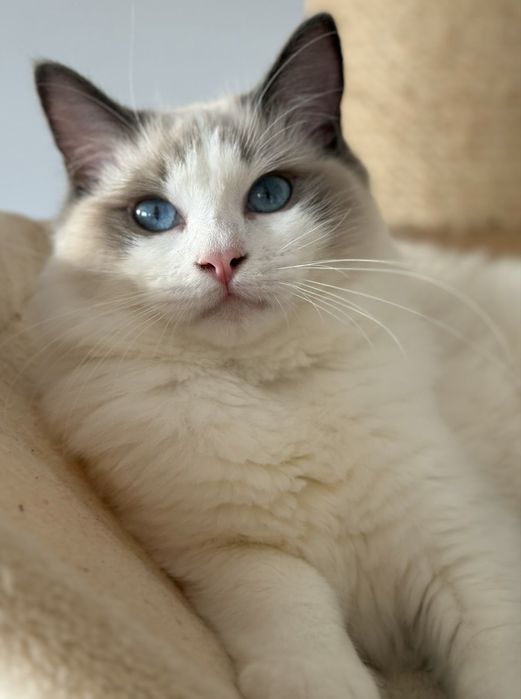 Kotka Ragdoll blue bicolor FPL