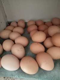 Ovos galados galinhas Brahma