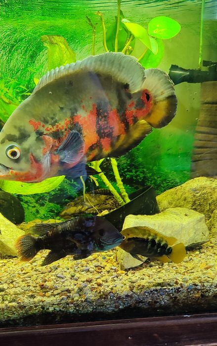 Sprzedam akwarium 240 litrów