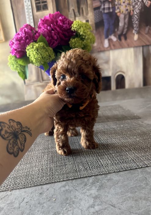 Дівчата той пуделя