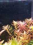 Rotala colorata roślinka.