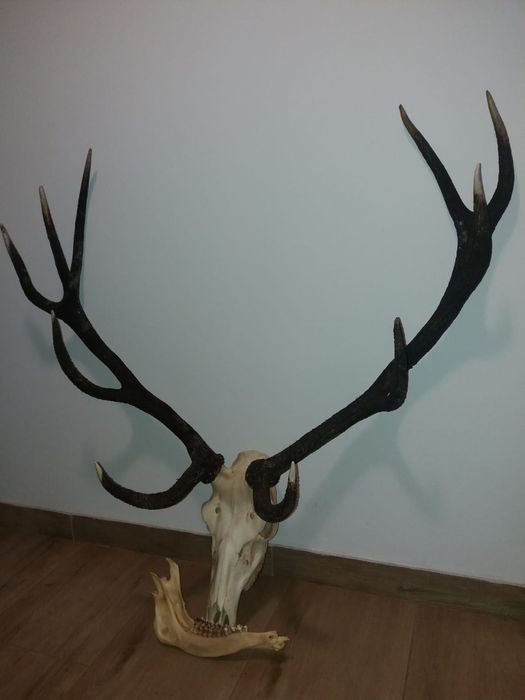 jeleń byk selekcyjny 10tak o bardzo długich tykach metrowych