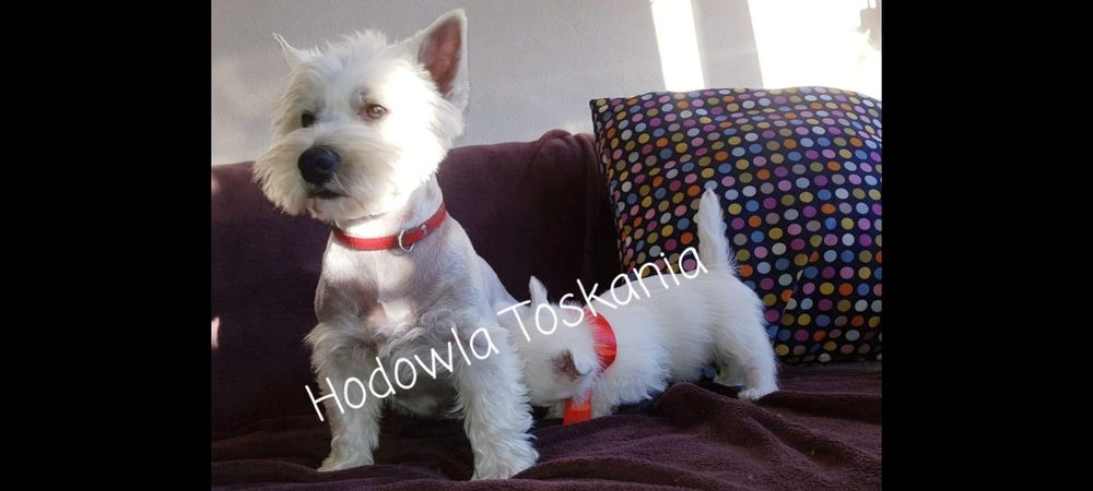 West Highland White Terrier- szczeniak