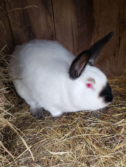 Sprzedam króliki kc samce