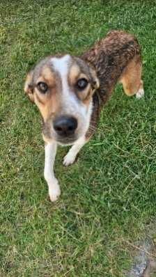 Pies piesek do adopcji