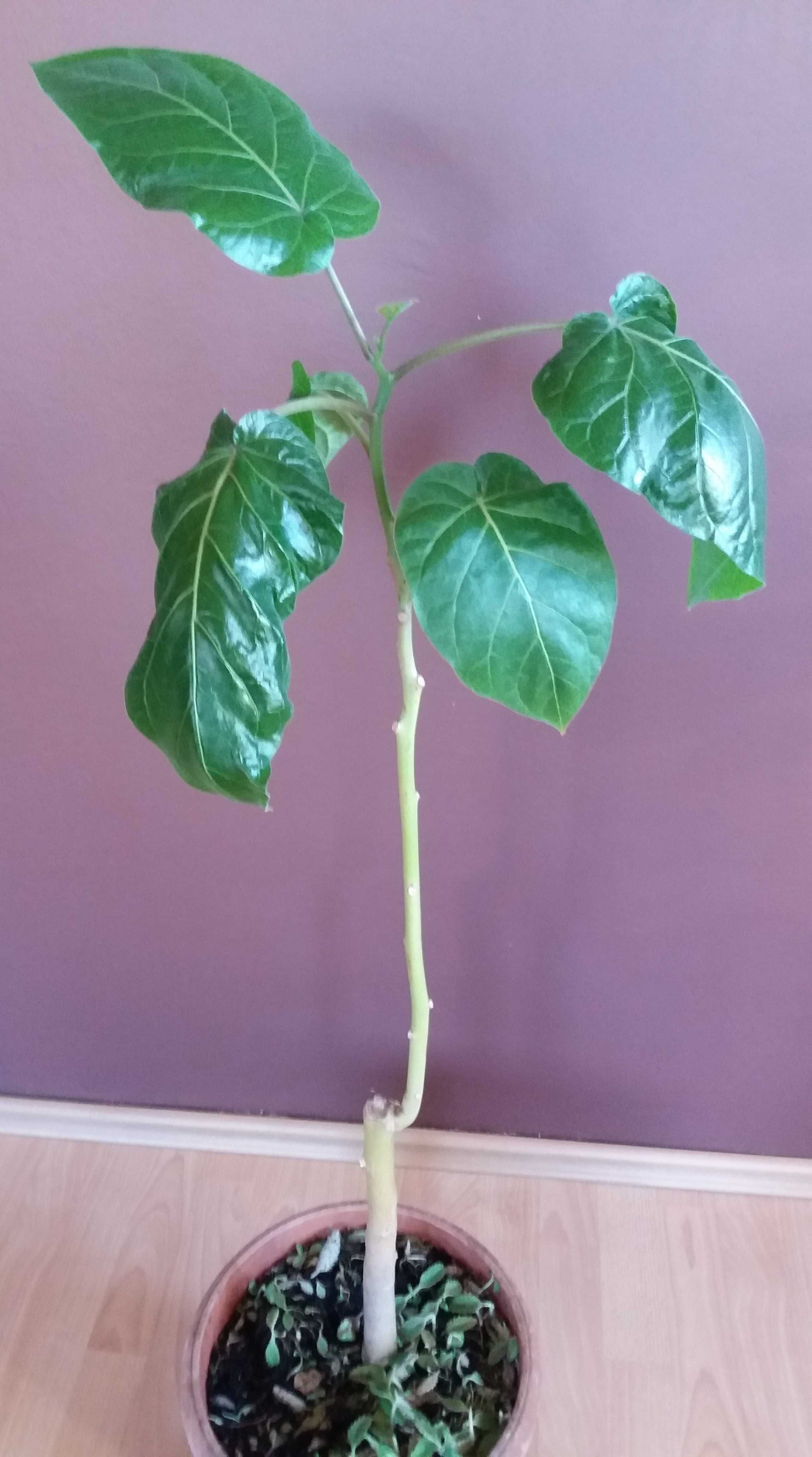 Tamarillo duża sadzonka pomidor drzewiasty cyfomandra grubolistna