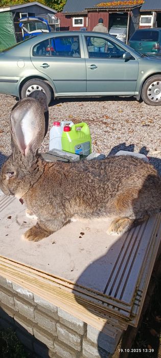 Samiec olbrzym belgijski rodowod