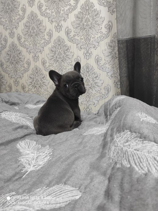 Французький бульдог