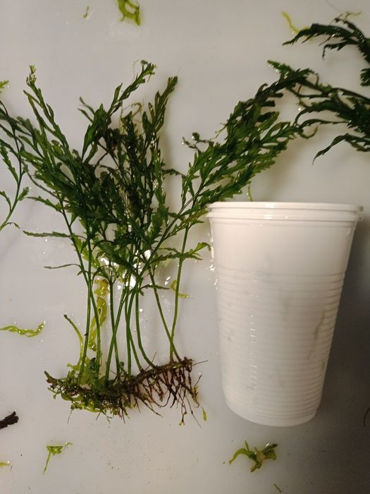 Bolbitis Heudelofii roślina akwariowa od 20 zł