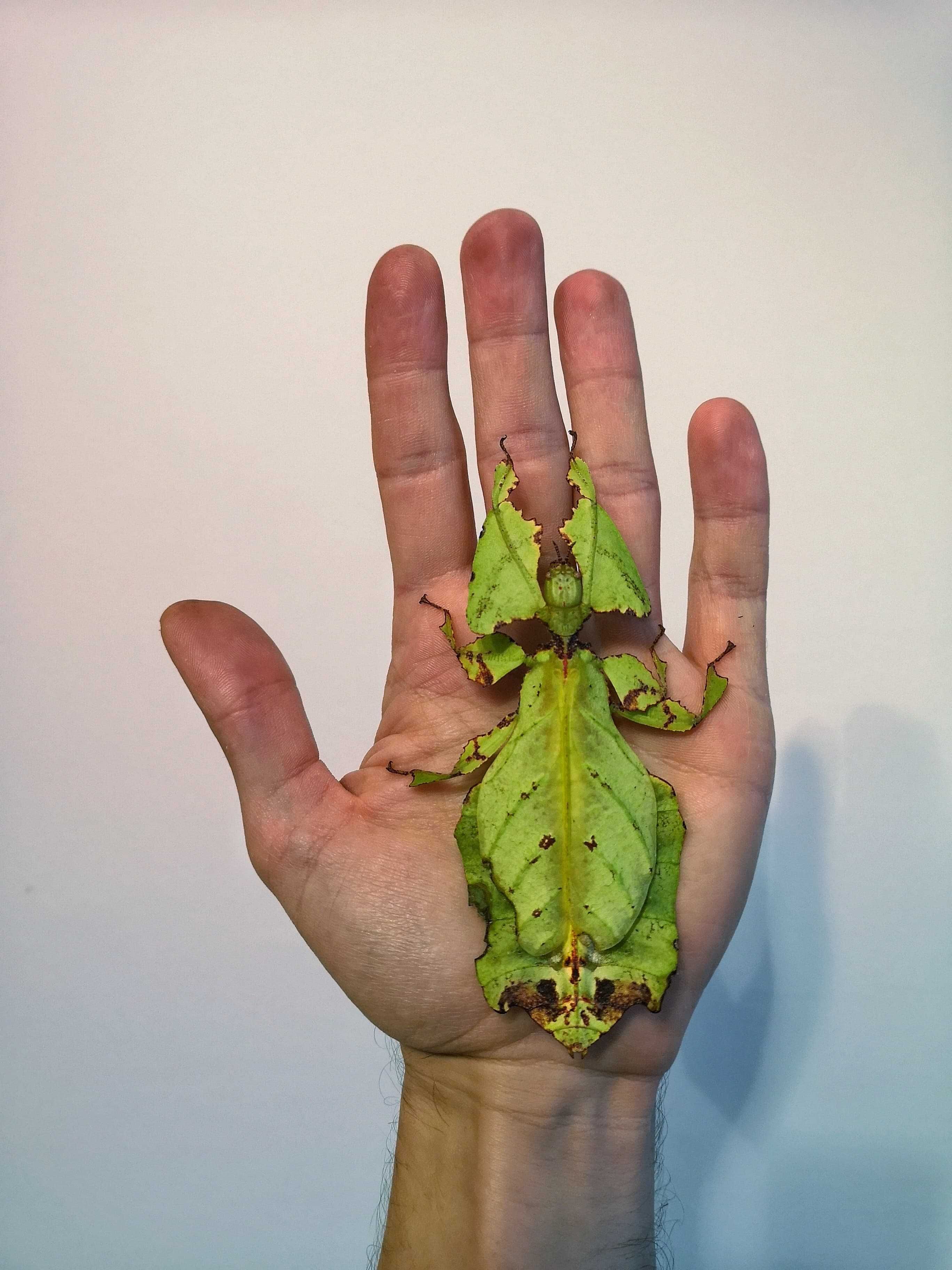 Liściec olbrzymi (Phyllium giganteum) L1-L2