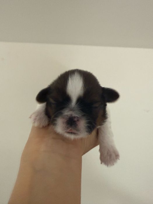 Shih Tzu piesek z rodowodem ZHPR