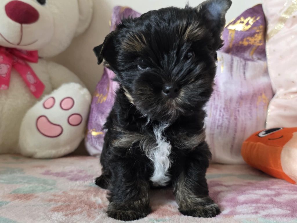 Piesek Yorkshire Terrier Black and Tan