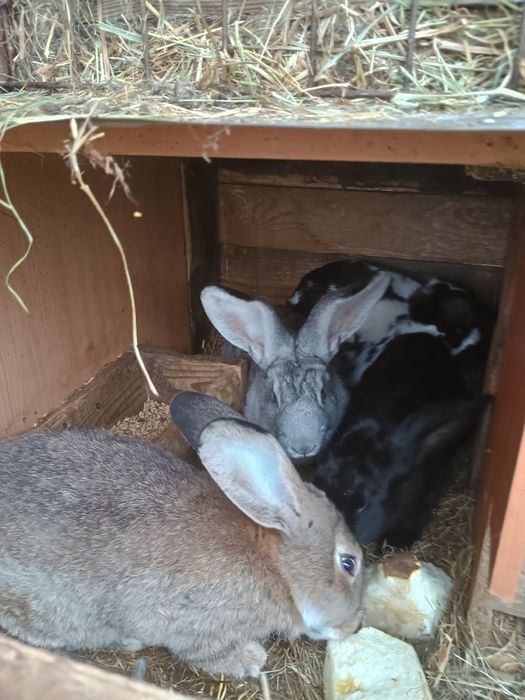 Sprzedam młode kruliki