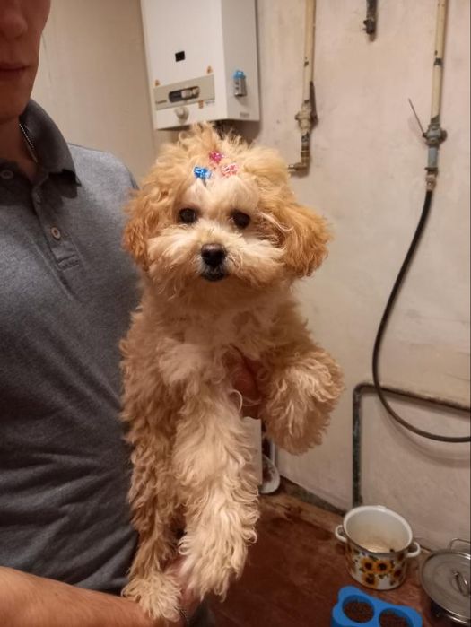 Щенок той пудель