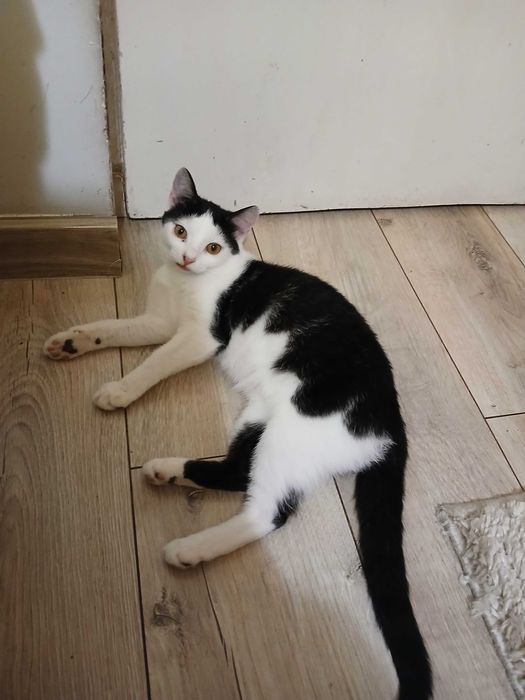 Truskawka potrzebuje domku na całe życie!!!