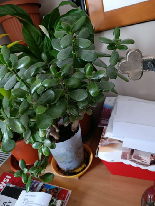 drzewko szczęścia grubosz pilnie sprzedam